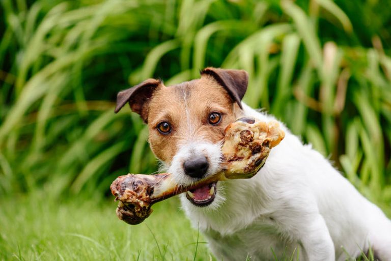 Comment S'appelle Le Chien De La Photo Pix