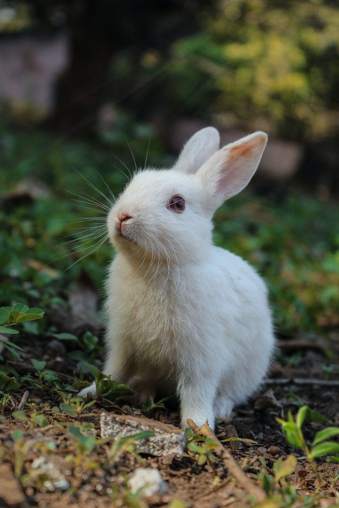 Comment fabriquer des jouets pour son lapin ?